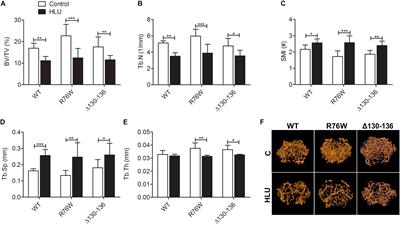 Connexin 43 Channels in Osteocytes Regulate Bone Responses to Mechanical Unloading